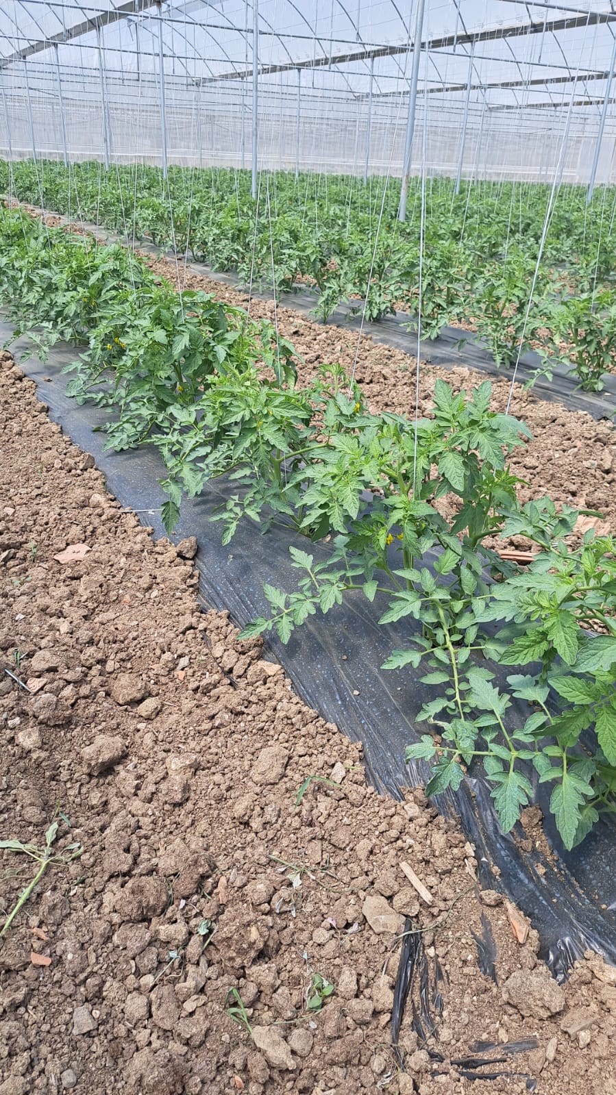 Malç Plastiği